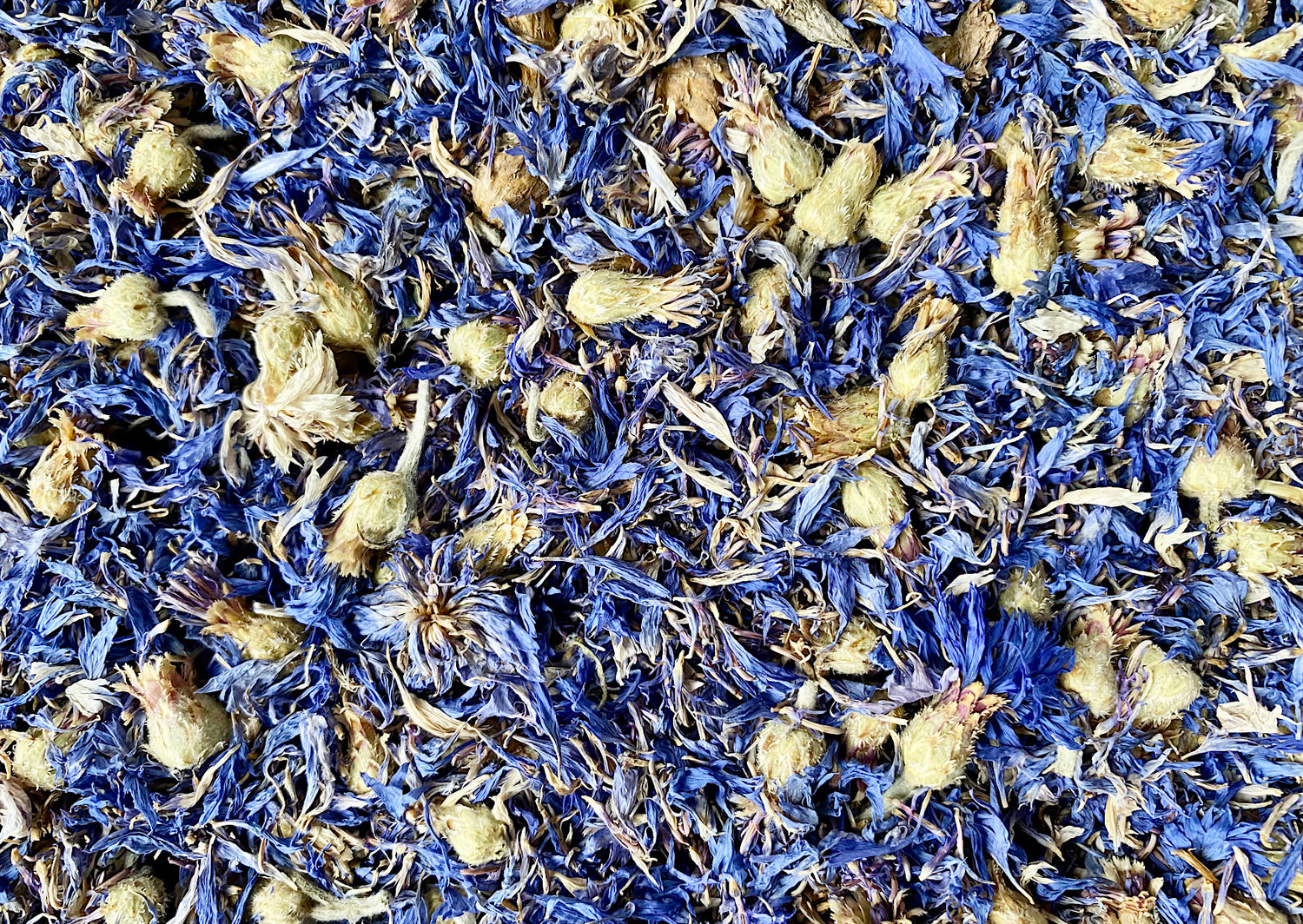 Dried cornflowers in close-up, densely packed — a study of vivid blue petals.