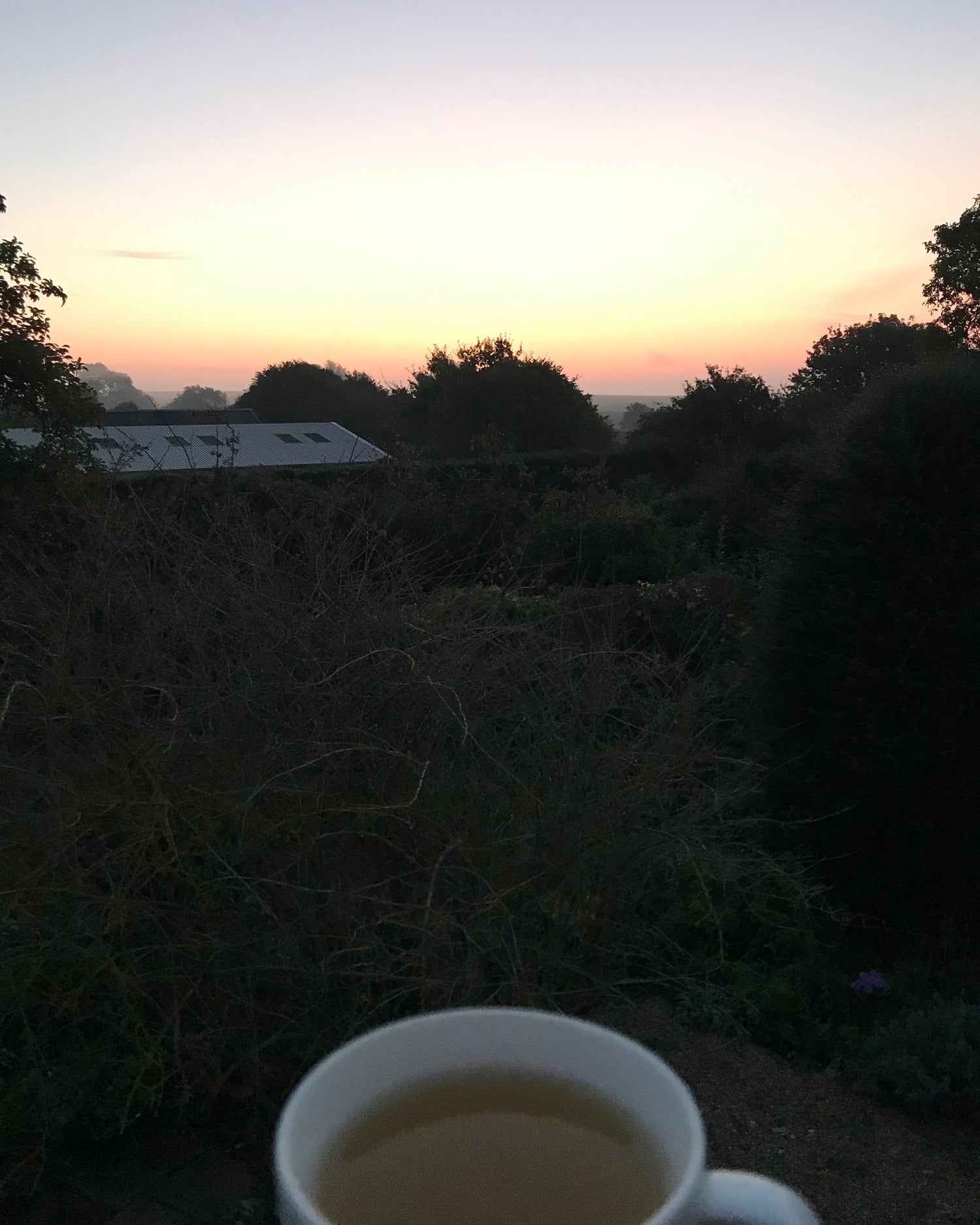 A peach sunrise over the hedgerow — a brewed cup of tea catching the early light.